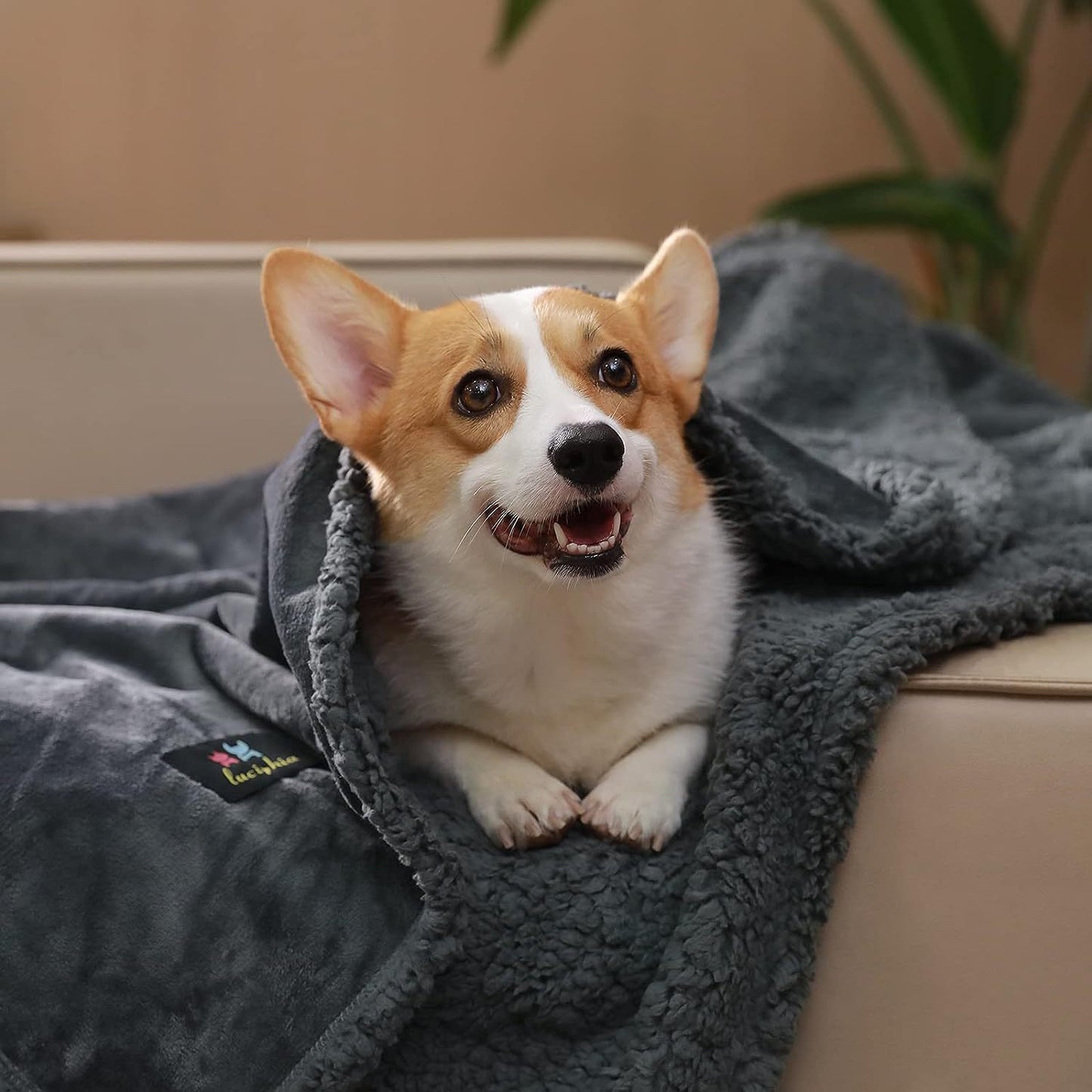 Cozy Sherpa Dog Blanket